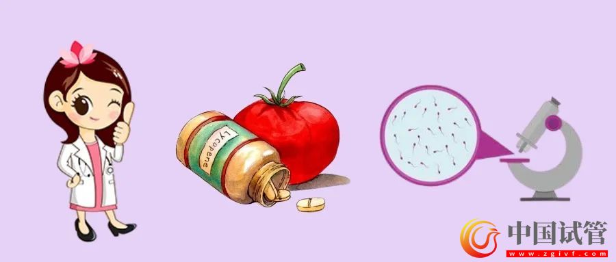 提高精子質量，吃番茄紅素真的有用嗎？(圖1)