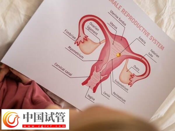 子宮內膜厚度多少做試管嬰兒才能成功著床？(圖4)