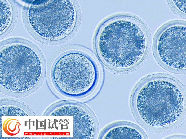 河南省人民醫(yī)院供卵等多久(圖1)