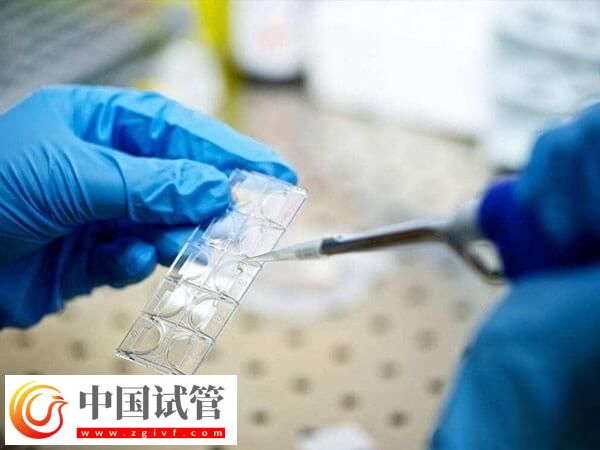 囊胚4aa好還是5bb好(圖1) 囊胚4aa好還是5bb好(圖1)