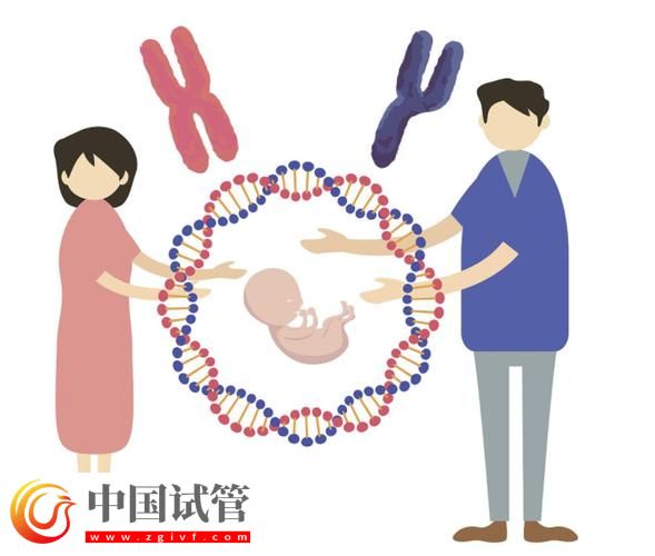 基因與第三代試管嬰兒的結合(圖2) 基因與第三代試管嬰兒的結合(圖2)