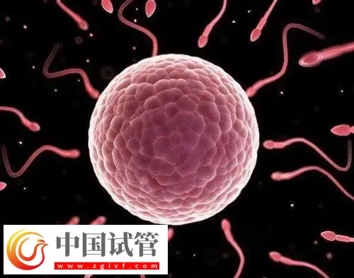 北京做供卵試管不用排隊的醫院有哪些？這些公立醫院紛紛上榜(圖1)