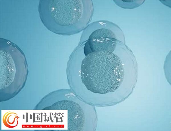 試管怎樣讓卵泡長均勻(圖2) 試管怎樣讓卵泡長均勻(圖2)