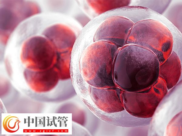 前往泰國(guó)做試管移植凍胚和囊胚是否一樣(圖1)