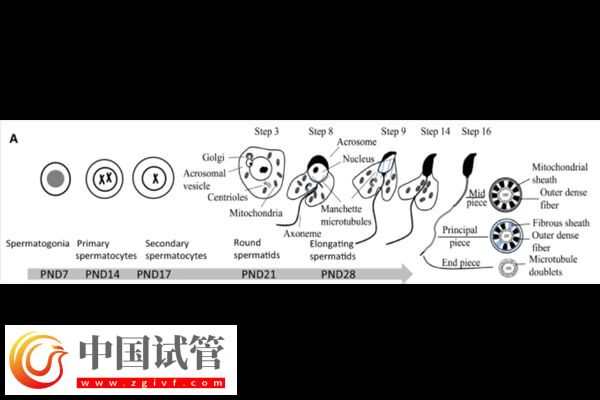 DNAAF2基因突變是什么情況(圖2)