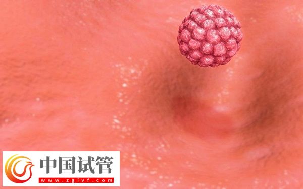 女性內(nèi)膜13b是否可以移植囊胚胚胎(圖2)