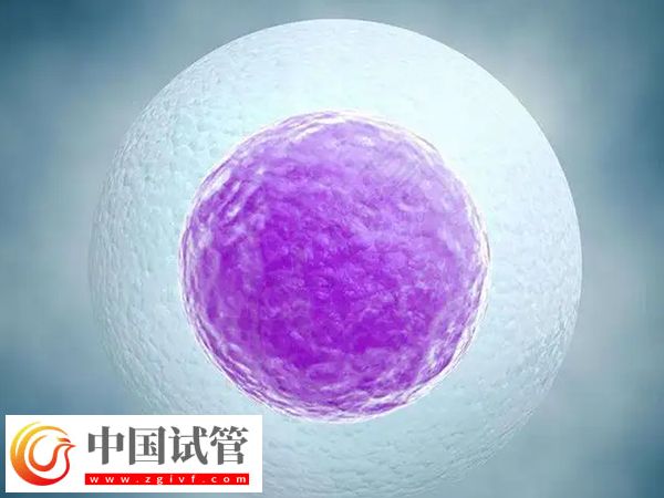 試管嬰兒fet移植成功率是多少(圖2)