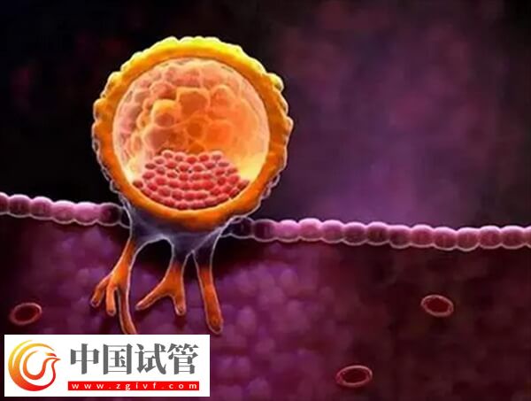 胚胎著床受什么影響(圖1)
