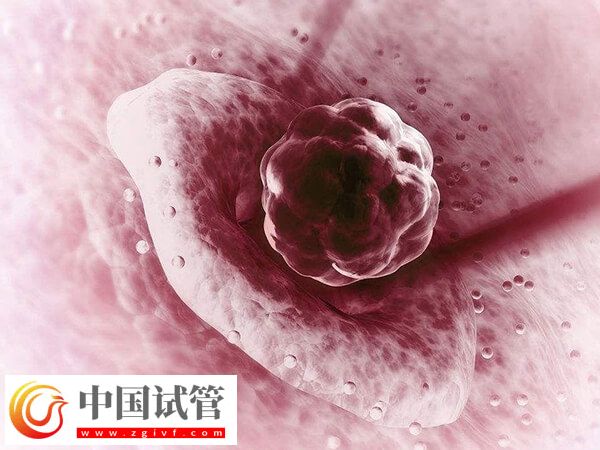 二級(jí)胚胎移植的成功率多少(圖1) 二級(jí)胚胎移植的成功率多少(圖1)