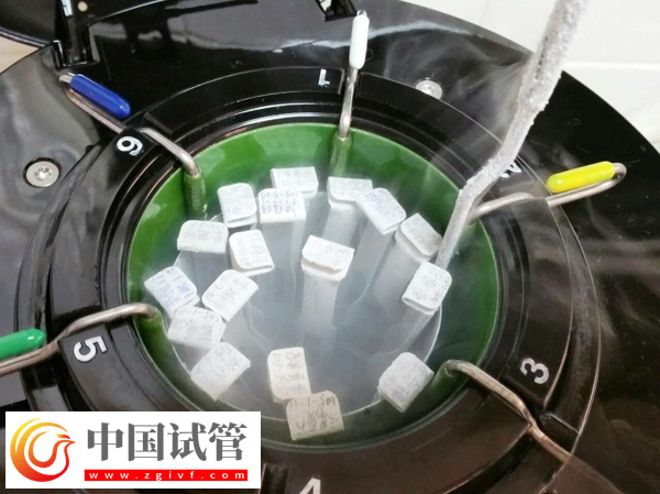 泰國冷凍胚胎保存多久(圖2)