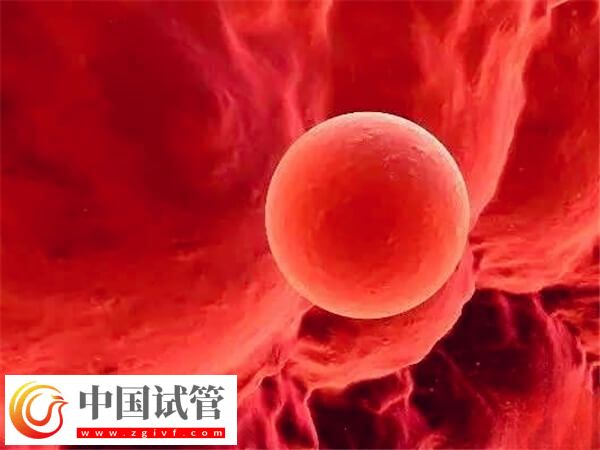 囊胚4bb和4bc移植哪個比較好(圖2)