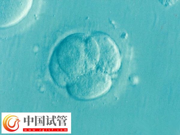鮮胚與囊胚有什么不同(圖2)