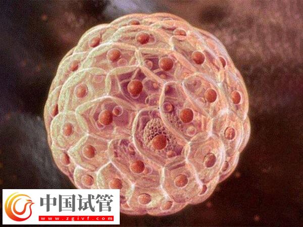 11個囊胚為什么都要冷凍(圖1)