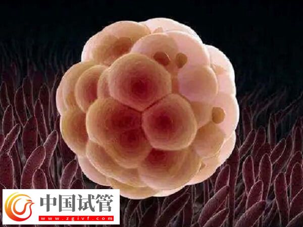 5bb和6bb囊胚哪個好(圖2)