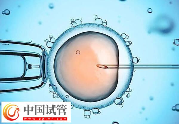 D6胚胎的質量好還是D5的好(圖2)