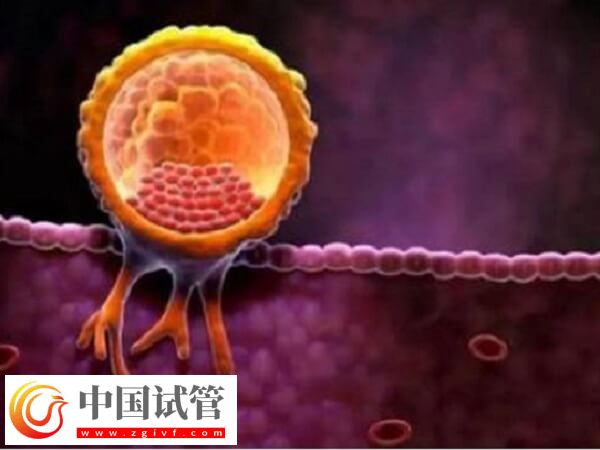 試管嬰兒一次放幾個(gè)胚胎好(圖1)