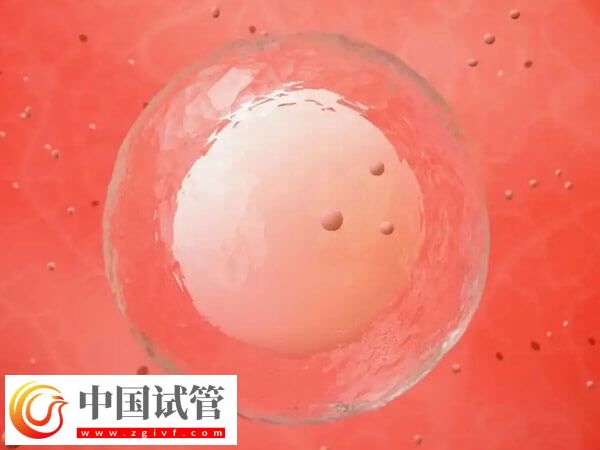 如何保證冷凍后的卵子質量(圖2)