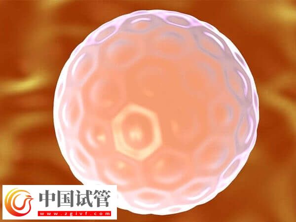 胚胎培育周期結束后何時進行移植(圖2)