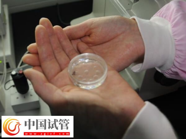 胚胎移植前準備和操作有哪些(圖1)