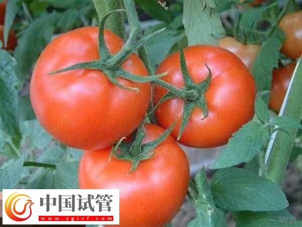 取卵后飲食安排要有數(shù)，可以吃什么不能吃什么食物看完知(圖2)