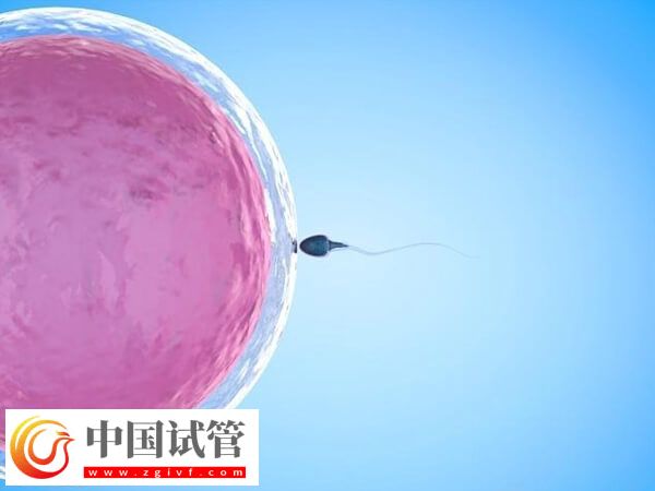 導致胚胎移植失敗的因素是什么(圖1)