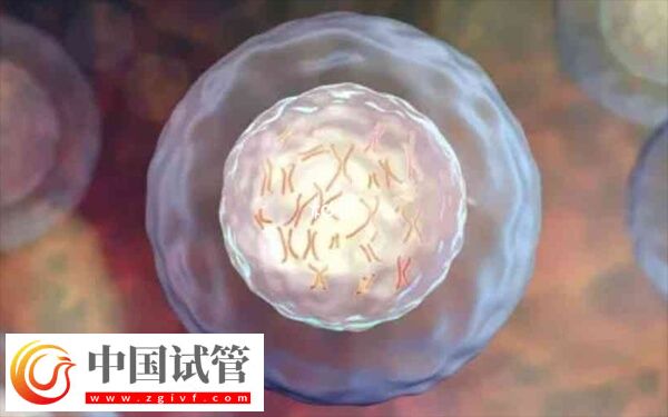 做二代試管為什么老配成c級胚胎(圖2)