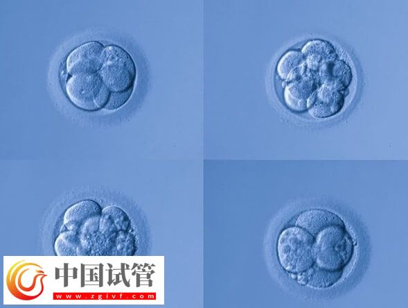 第三代試管嬰兒移植6bc囊胚成功率多大(圖2)