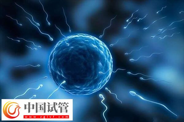 半融合胚胎成功率高不高(圖1)