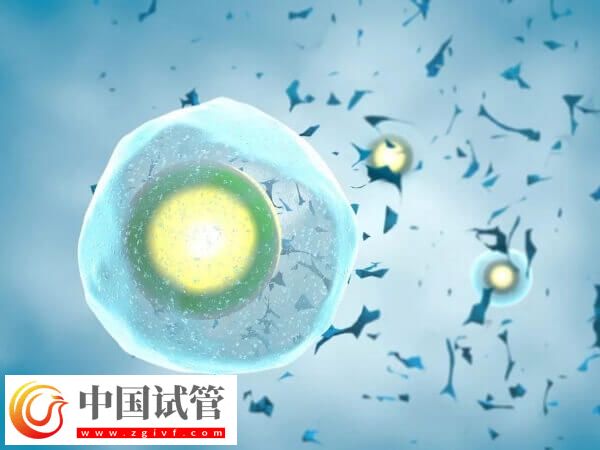 國內為什么禁止單身女性凍卵(圖1)