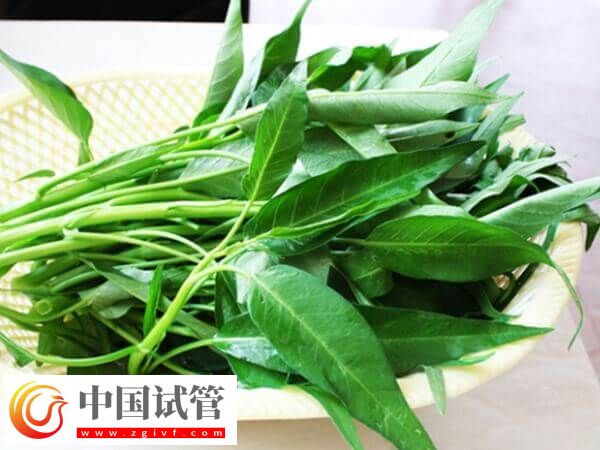 胚胎移植后吃空心菜是否有利于排便(圖1)