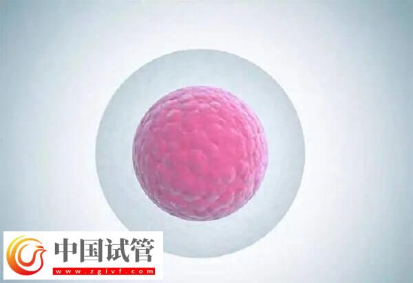 注射普麗康卵泡一天長多少(圖2)