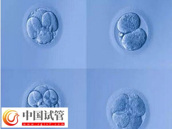 4aa的囊胚是什么級別？是最好的胚胎嗎？(圖1)