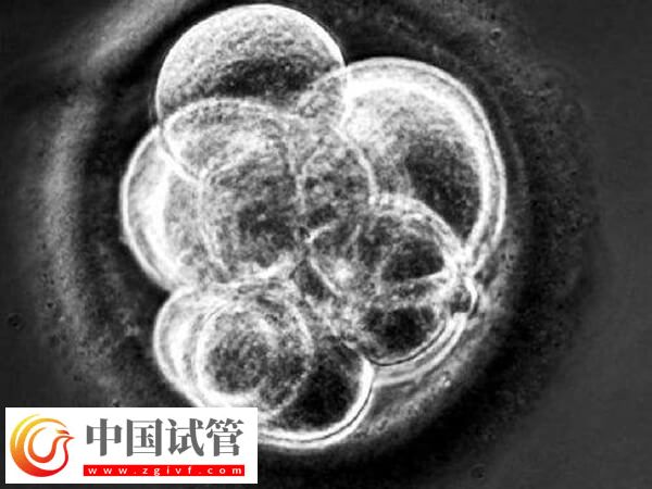 為什么三代試管胚胎優質不著床(圖1)